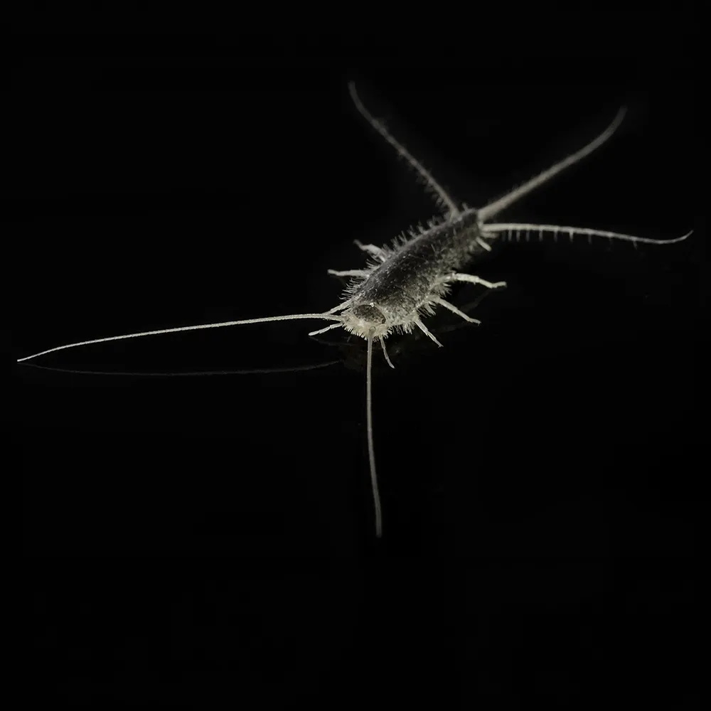 Silberfischchen im Bad: Ursachen und was wirklich hilft
